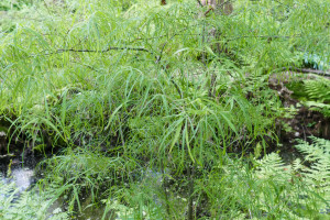 Acer palmatum Koto No Ito        
